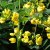 Easter cassia (Senna pendula var. glabrata) in flower with its prolific, bright yellow blooms