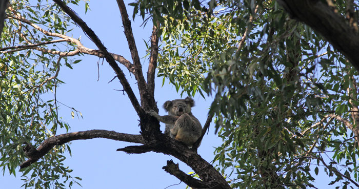 This lovely big old koala (Phascolarctos cinereus) finally awoke and posed for a photograph before settling back for a sleep in the morning sun