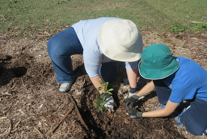 Then is was this Albany Hills State School student's turn to help his Mum plant a shrub.