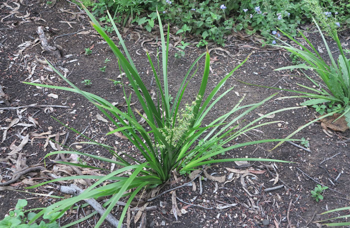 One of the matrush grasses native to this area is Lomandra hystrix, a clumping plant that prefers to grow on the edge of fresh and brackish water creeks, swamps, rivers and in moist gullies.
