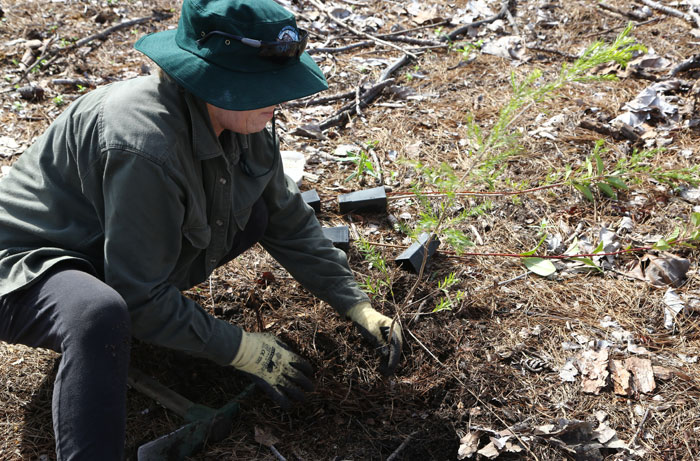 At the planting stage, Dawn Road Reserve Bushcare's Janet Mangan demonstrates how to prepare the ground and plant appropriate species for the newest revegetation site
