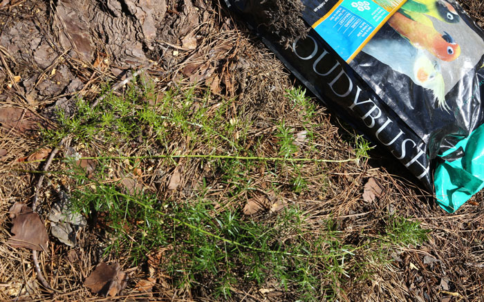 One common ground weed in this area is the asparagus fern (Asparagus aethiopicus) and the Dawn Road Reserve Bushcare team have learned how to remove it.