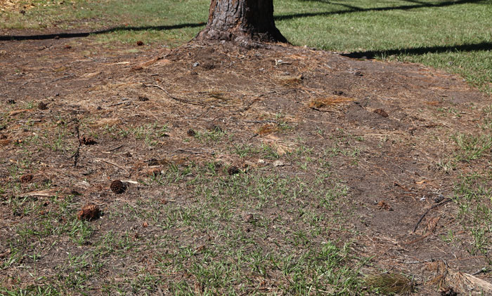 Just how barren the area around the base of a pine tree can be. Note the falling cones can also see new plants establishing with ease and the seeds can be carried into nearby bushland. 