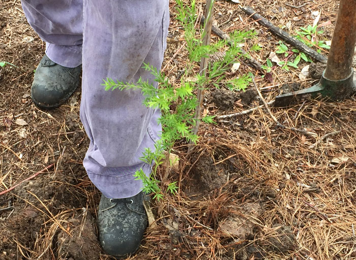After Dawn Road Reserve Bushcare volunteer Gary had finished positioning his new sapling, he carefully tamped the soil down to reduce air pockets around its roots.