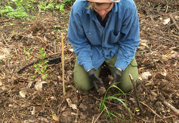 Placing the Lomandra hystrix downstream of a young plant will help protect it from any floodwaters that might sweep through the revegetation patch, which is located alongside a small stream in the Dawn Road Reserve.