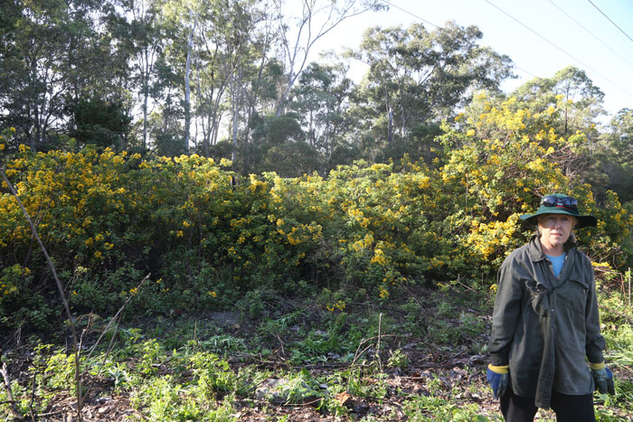 To give you some idea of how rampant the Easter Cassia (Senna pendula var. glabrata) is, here the Dawn Road Reserve Bushcare patron Janet Mangan is standing next to a small section that abuts our new revegetation patch.