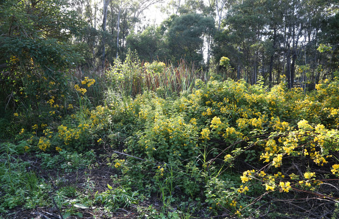 More of the invasive Easter cassia, which is in flower around this time of the year. Despite its bright yellow flowers, it is an easily spread pest species that requires constant monitoring and attention