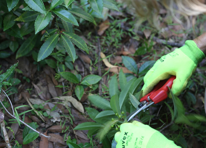 Having identified a thicket of coral berry (Ardisia crenata), volunteers set to work removing its berries and taking them off-site so it does not spread any further