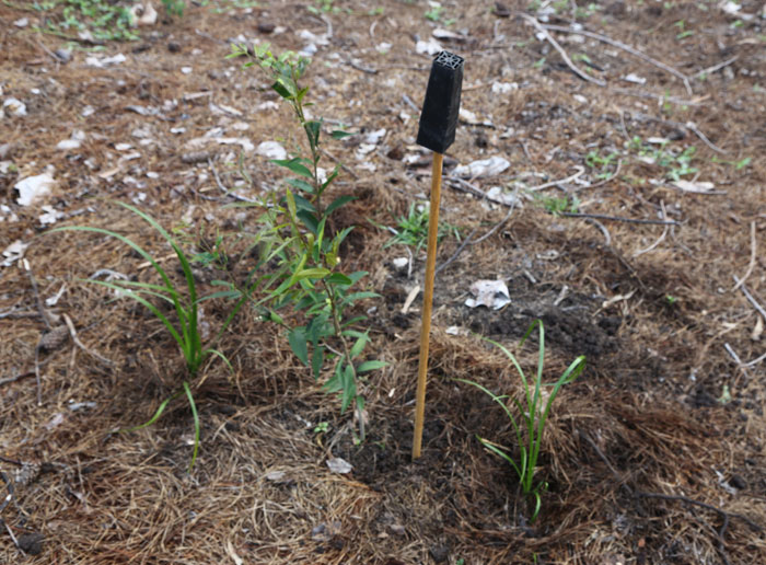 Once the new plants are in place, an empty seedling case is upturned on a stake to indicate the new plant is yet to be watered