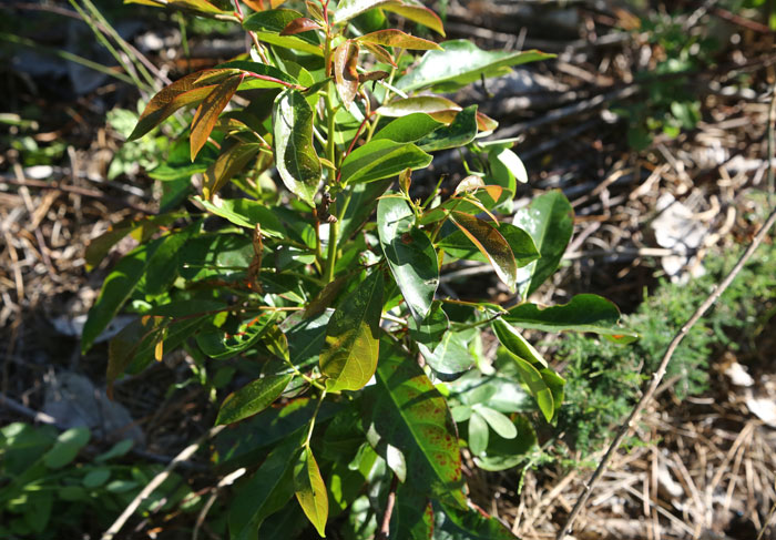 This young cheese tree (Glochidion ferdinandi) was looking healthy in the Dawn Road Reserve Bushcare group's second revegetation site.
