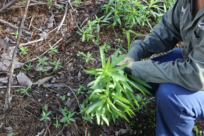 Another environmental weed on this revegetation site is balloon cotton bush (Gomphocarpus physocarpus), which grows up to 2m tall and it can flower – with balloon-like fruit measuring 5-7.5cm in length – all year round.