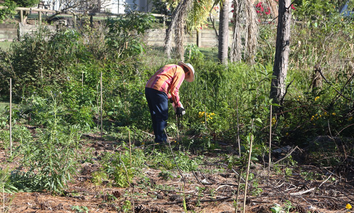 Hand watering of new plants in the Dawn Road Reserve Bushcare's second revegetation zone is part of the work volunteers complete during monthly working bees