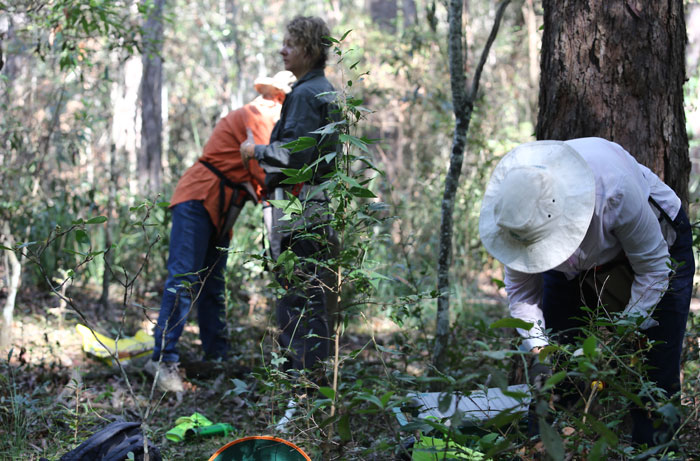 Dawn Road Reserve volunteers get to work at Dingley Dell under the watchful eye of MBRC's Bushcare officer Wendy Heath. 