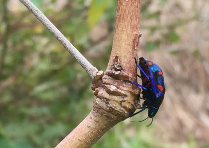 The gloriously patterned hibiscus harlequin bug, side-on.