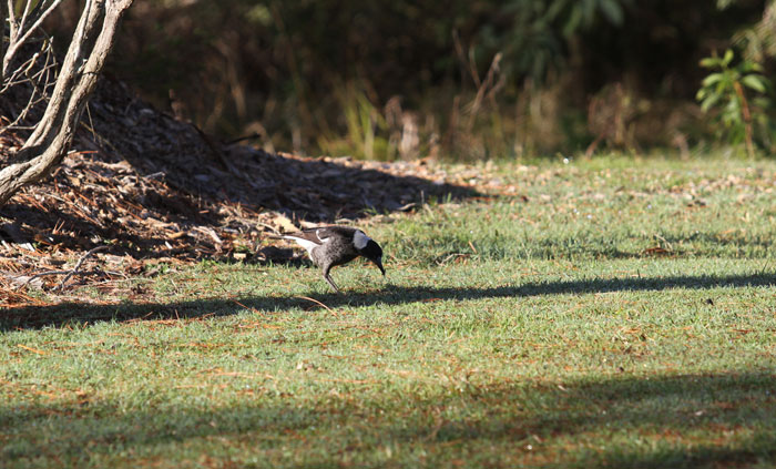 A juvenile magpie feeds on some tasty morsel along the grassy edge of the newest revegetation zone. 