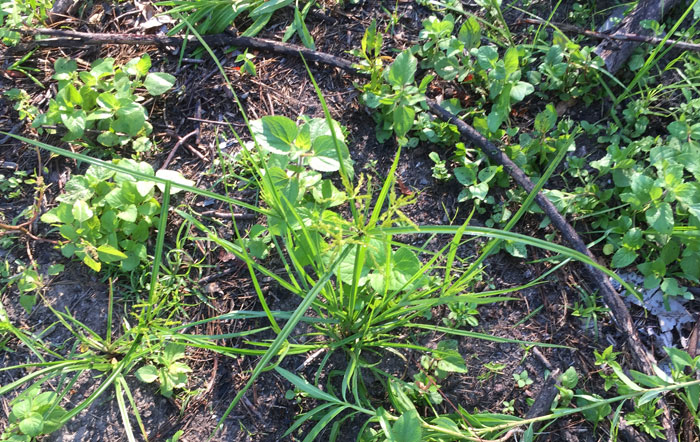 This native sedge has popped up on the newest regeneration site, a positive sign that the recently cleared area is ready to sustain native plants