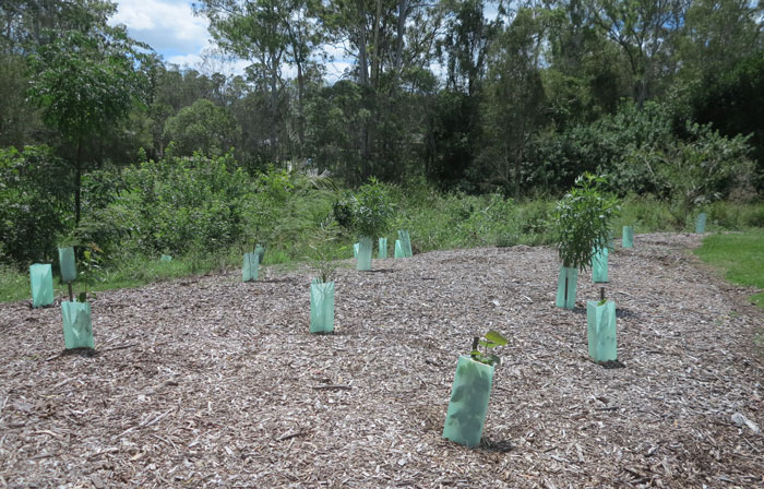 The southern edge border planting in the Dawn Road Reserve's revegetation project is coming along nicely after a good dose of summer weather. 