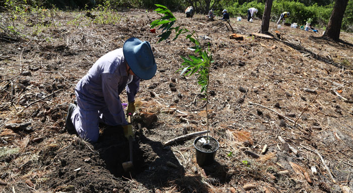 After tackling the heavier clay soil, longtime volunteer Gary replants one of the faster-growing tree species that will help provide a visual barrier into the future.