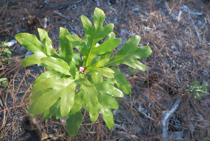 A part of the protea plant species, this forest firewheel tree (Stenocarpus sinuartu) will grow up to flower with a magnificent show of red blooms