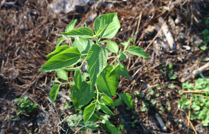 A young poison peach (Trema tormentosa) is among the beneficial plants establishing on the second revegetation site
