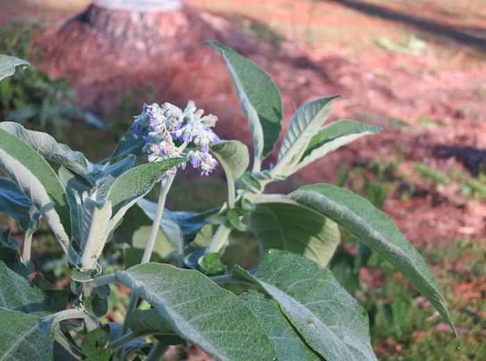 Wild tobacco (Solanum mauritianum) in flower and glistening in the early morning light. Pic: Trina McLellan