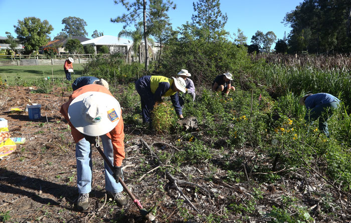All hands to the tools as the Dawn Road Reserve Bushcare volunteers work on the second revegetation area