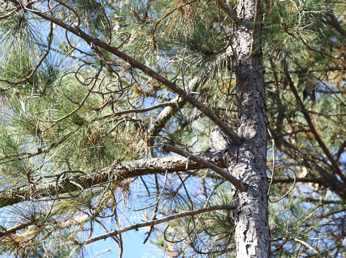 Can you see the tawny frogmouth (Podargus strigoides) camouflaged in the crook of this tree?