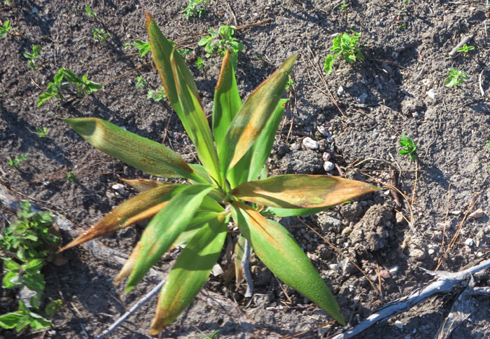 A young cordyline (one of about 15 different species within the Cordyline genus) - which is related to both lomandra and asparagus - establishes itself in the Dawn Road Reserve Bushcare group's newest revegetation patch.