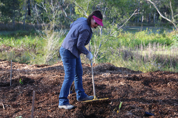 Spreading the mulch among the plantings was one of the tasks during this Dawn Road Reserve Bushcare working bee.