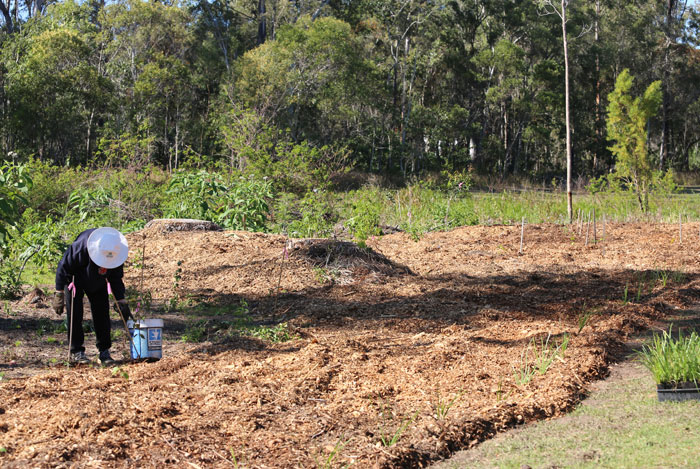 Dawn Road Reserve Bushcare volunteer Margaret places a bamboo stake next to a freshly planted young tree