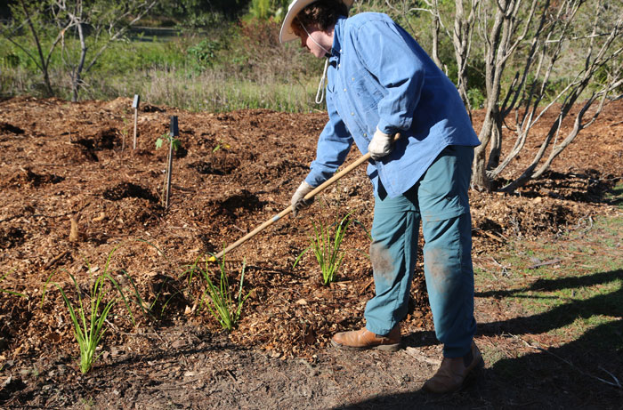 Volunteer Michael helps drag some of the mulch through to the front of the revegetation patch. Pic: Trina McLellan