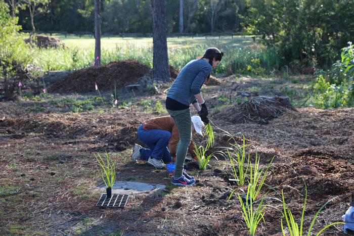 Volunteers Vanessa and Kerry carefully place the creek mat rush (Lomandra hystrix) in the pre-dug holes about 75cm apart, just inside the mowing edge of the new regeneration zone