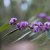 A close-up of the pretty hovea (Hovea acutifolia) in bloom in the Dawn Road Reserve