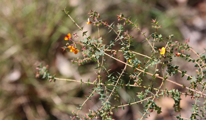 The fiery orange-red duo tones were just emerging on this prickly bitter pea (Daviesia villifera A.Cunn. ex Benth).